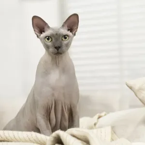 Hairless Sphynx Cat Print Hairless Sphynx Cat Print