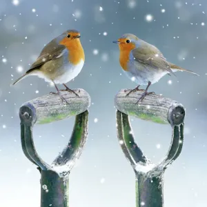 Robin Print: Two Birds on Garden Spades in Winter Robin Print: Two Birds on Garden Spades in Winter