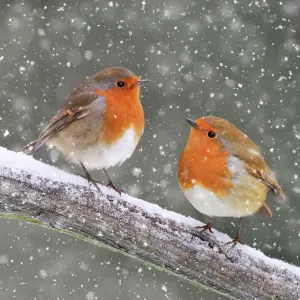 Robin Print on Branch in Winter Snow Robin Print on Branch in Winter Snow