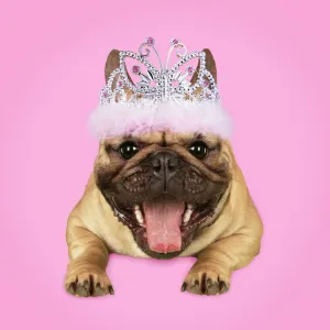 French Bulldog Tiara Print French Bulldog Tiara Print