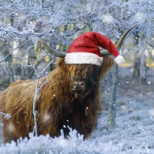 Scottish Highland Cow Christmas Print Scottish Highland Cow Christmas Print