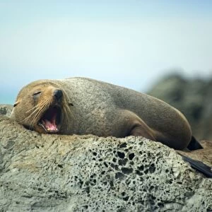 New Zealand Fur Seal adult lying lazily on a rock jawning Kaikoura, South Island, New Zealand