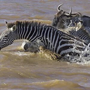 Nile Crocodile - attacking Zebra in Mara River - Maasai Mara Reserve - Kenya