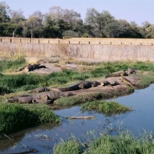 Nile Crocodiles - At Crocodile Farm Maun, Botswana, Africa