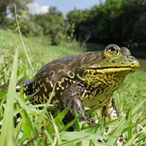 North American Bullfrog - Reserva Natural Laguna de Sonso - Departamento Cauca - Colombia