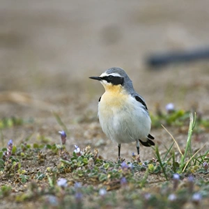Norther Wheatear - male among spring flowers - Southern Turkey - April
