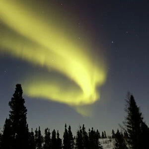 Northern lights / Aurora borealis - in night sky over conifer forest. Churchill. Manitoba. Canada