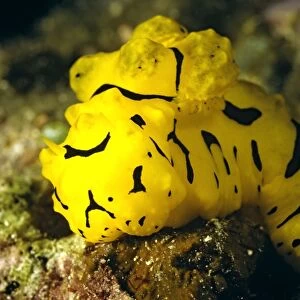 Nudibranch near Wreck Bay, Great Barrier Reef, Queensland, Australia. DWD00001