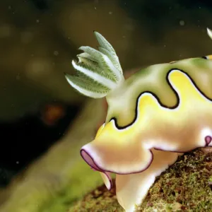 Nudibranch (sea slug) (Chromodoris coil) Unlike most snails, nudibranchs have no shell & their delicate gills are exposed. Without a shell, they rely on toxic chemicals for self-defence. Great Barrier Reef, Queensland