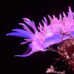 Mollusks Collection: Nudibranchs