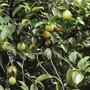 Nutmeg - bush with fruit