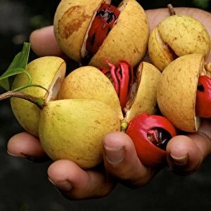 Nutmeg - fruit Nutmeg and Mace in hand after picking