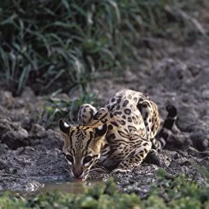 Ocelot - Drinking from a shrinking pond, at the end of the dry season. Photographed in the Llanos of Venezuela