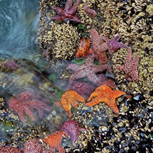 Ochre & Purple Sea Stars / Starfish - in tidal zone Strawberry Hill State Park, Oregon coast, Pacific Ocean, USA LX425