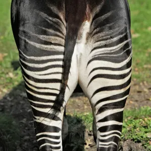 Okapi Female Print - WAT-16615, Copenhagen Zoo, Denmark Okapi Female Print - WAT-16615, Copenhagen Zoo, Denmark