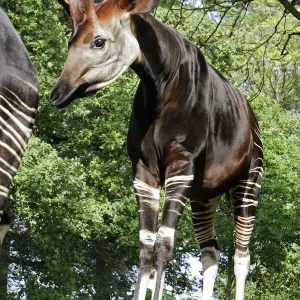 Okapi - Male Print (WAT-16612) Okapi - Male Print (WAT-16612)