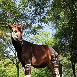 Giraffidae Collection: Okapi