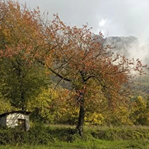 Old cherry tree in autumn, with little barn/shed below, and with misty mountains beyond. Italian Maritime Alps. Autumn