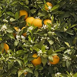 Orange tree (Citrus sinensis) with fruit and blossom in spring. Crete