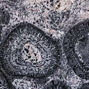 Orbicular Granite - Western Australia - Pre Cambrian