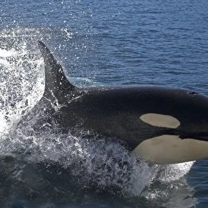 Orca / Killer Whale - leaping / jumping. Johnstone Strait - British Colombia - Canada