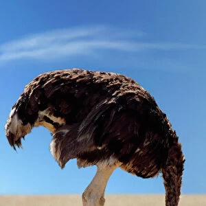 Awe-Inspiring Bird Prints: Ostriches