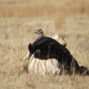 Ostrich - mating