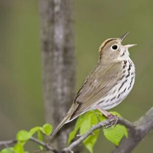 Ovenbird - singing - May - CT - USA