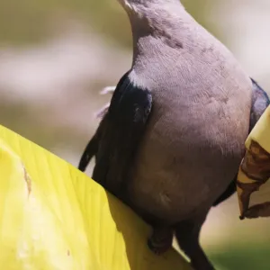 Pigeons Collection: Pacific Imperial Pigeon