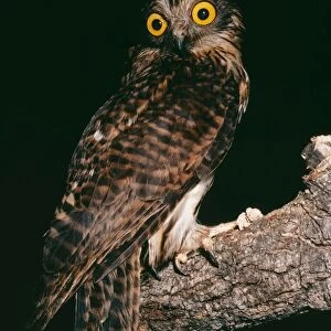 Papuan Hawk Owl EL 357 Uroglaux dimorpha © Eric Lindgren / ARDEA LONDON