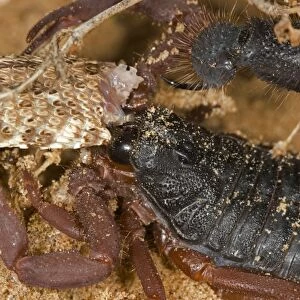 Parabuthus Scorpion - Eating a Sidewinder, after kiliing and dragging it into the undergrowth - Namib Desert -Namibia - Africa