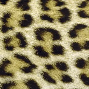 Leopard Spot Print Leopard Spot Print