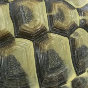 Tortoise - shell Tortoise - shell
