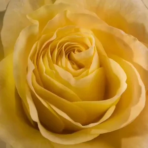 Yellow Rose Yellow Rose
