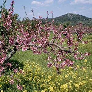Peach Blossom - in orchard South Greece