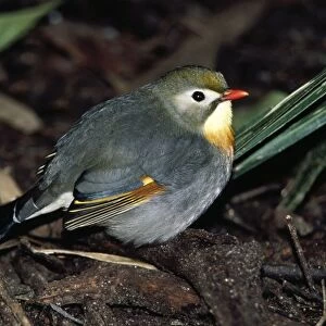 Pekin Robin / Red-billed Leiothrix