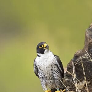 Peregrine Falcon - adult Connecticut in April