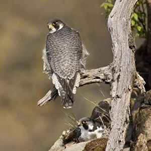 Peregrine Falcon adult - At nest - Connecticut USA - April