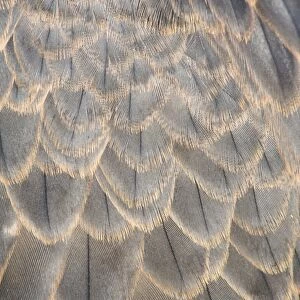 Peregrine Falcon - feathers