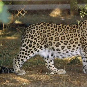 Persian Leopard