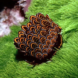 Petaled Nudibranch - The petals which can be realised if disturbed contain a noxious viscous mucus Great barrier Reef. Australia