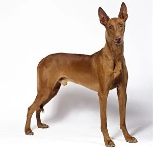 Hound Greetings Card Collection: Pharaoh Hound
