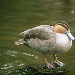 Ducks Collection: Philippine Duck