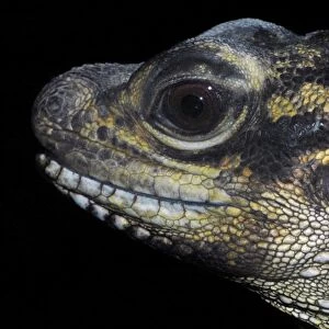 Philippine sail fin lizard- face