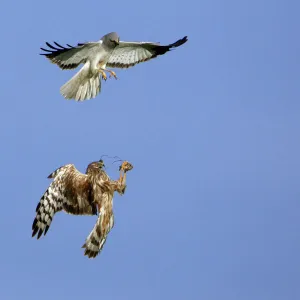 Accipitridae Collection: Hen Harrier