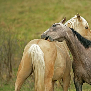 Horses Collection: Appaloosa Horse