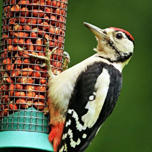 Woodpeckers Collection: Fine Spotted Woodpecker