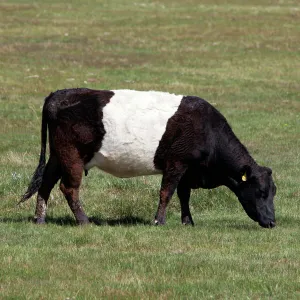 Popular Themes Antique Framed Print Collection: Belted Galloway