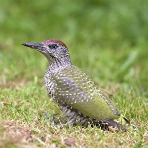 Woodpeckers Glass Frame Collection: European Green Woodpecker