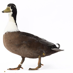 Ducks Collection: Vouille Duck